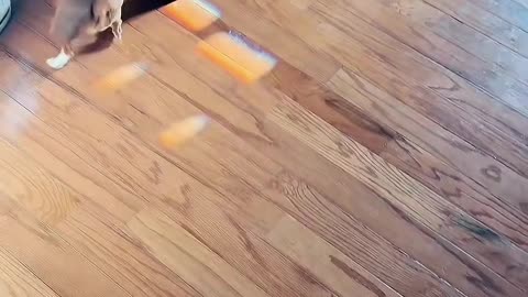 Owner Panics as Dog Chases Rat
