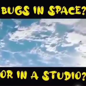 Bugs in space?
