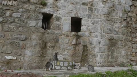 岩合光昭の世界ネコ歩き モンテネグロ