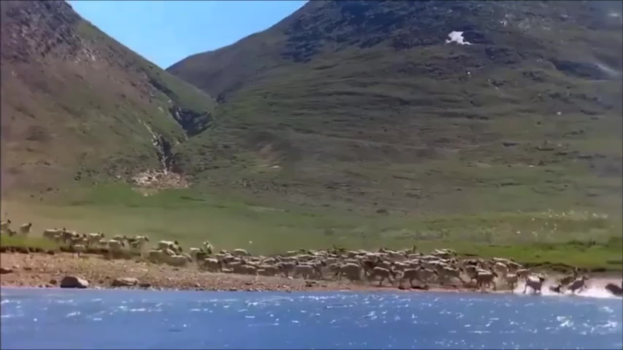 Un documentaire dans l'Arctique aurait filmé un Bigfoot courir avec des caribous.