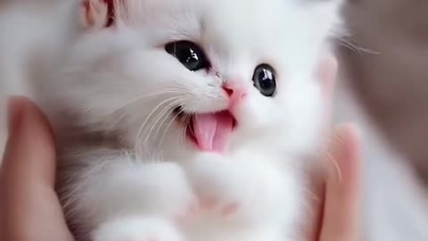 Cute kitten