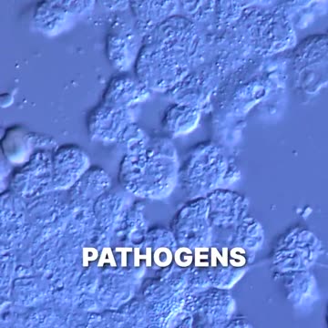 They’re creating pathogens that could specifically target populations based on race.