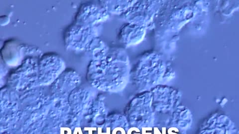 They’re creating pathogens that could specifically target populations based on race.