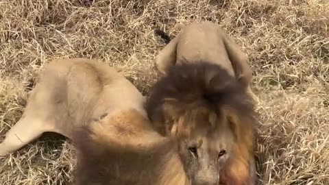 Two male lions were fighting over the remains of a warthog carcass, hidden in the bushes