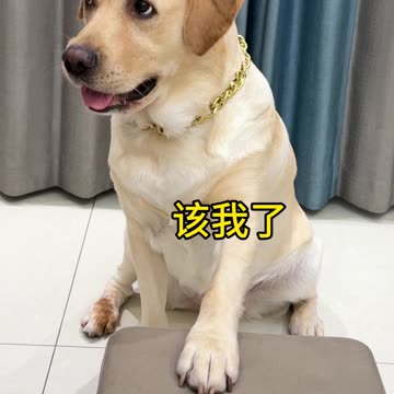 dogs funny video 2025 skc.com 15