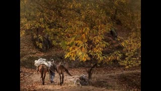 Momento Malum Today Episode 144 Ligurian Chestnut Groves