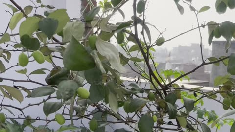 Jujube Fruit Size Update from My Terrace Garden 🍏