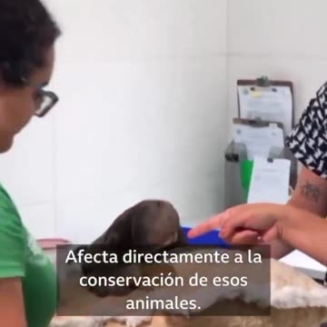 O projeto Da China na Amazônia: Porque a mídia está calada diante desse absurdo? Simplesmente uma rodovia de quatro faixas está sendo construída, no meio da floresta amazônica, para a COP30, cúpula do clima que será realizada em Belém.