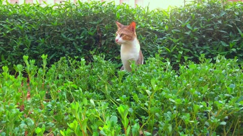 Cat Eating Grass