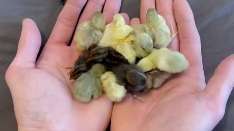 hese little fluffballs just hatched 😁😍