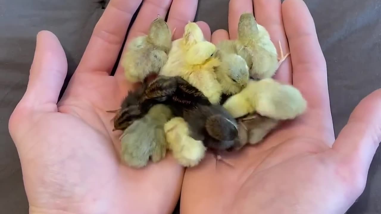 hese little fluffballs just hatched 😁😍