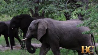 Zimbabwe lawmaker and poet dies after his car hits an elephant