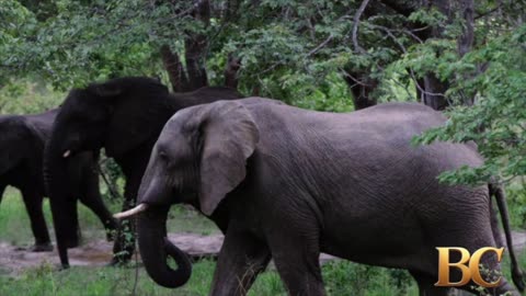 Zimbabwe lawmaker and poet dies after his car hits an elephant