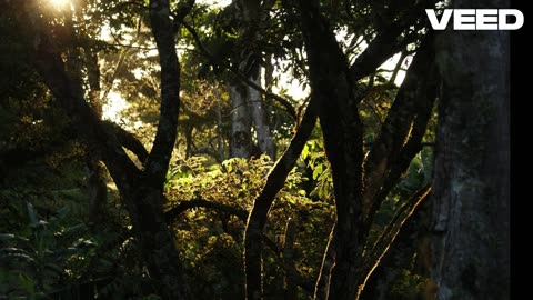 Jungla