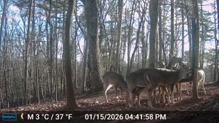 The Woods – 01/16/2026