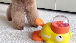 Funny animal videos Cute animals Cute wallpapers