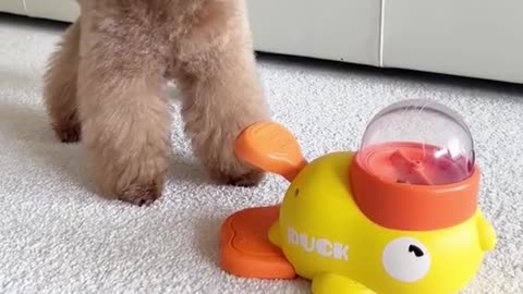 Funny animal videos Cute animals Cute wallpapers