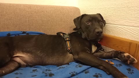 Sidney 2y A867262@TRN but from kennel 155@PACC shelter uncomfy but hope his heart's happy20251005918