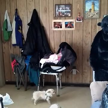 Chihuahua has left the building