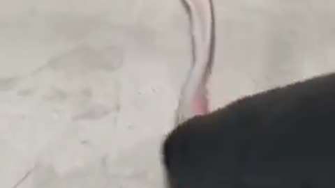 IRISH EMBALMER SHOWS THE BLOOD CLOTTING ISNT GOING AWAY IN 2025