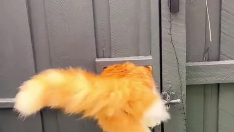 fat cats