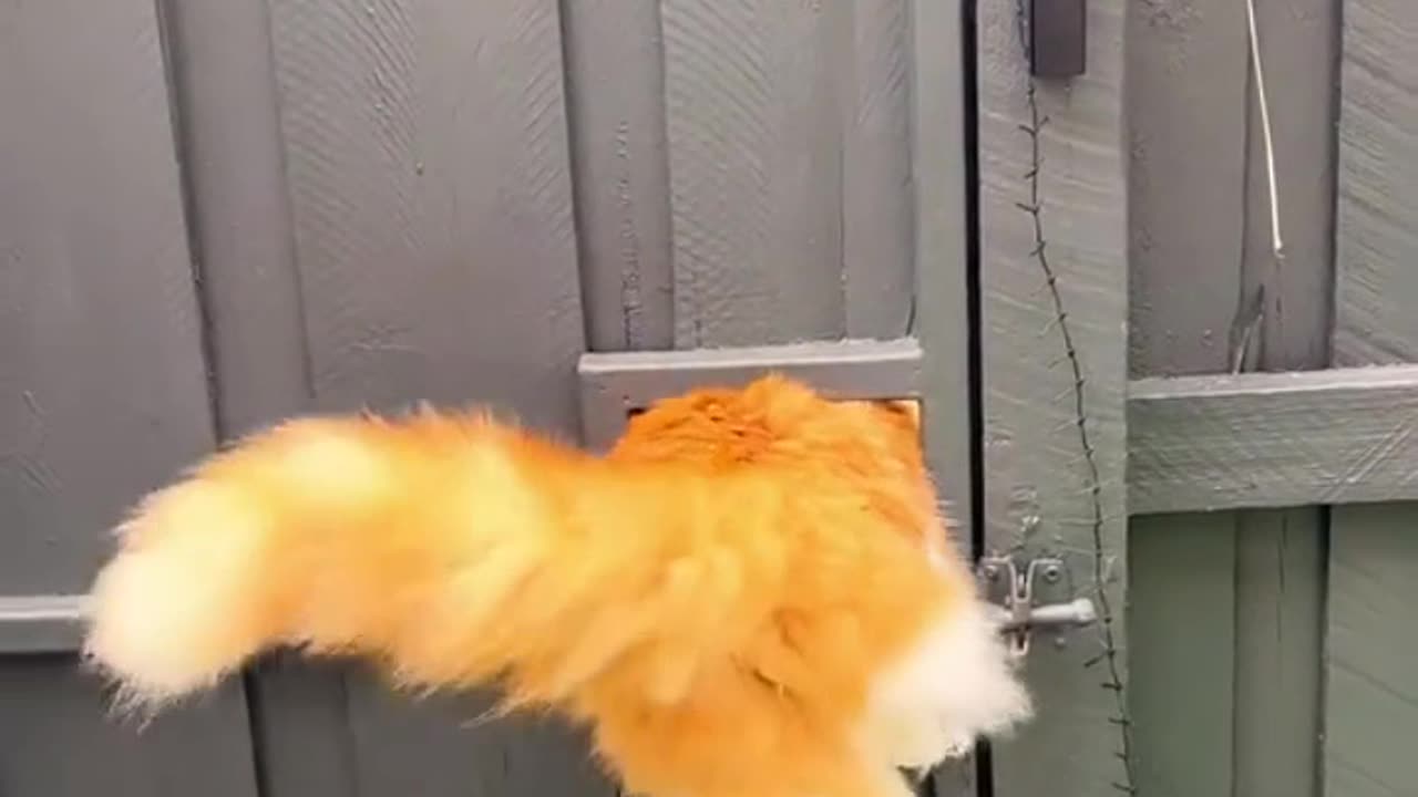 fat cats