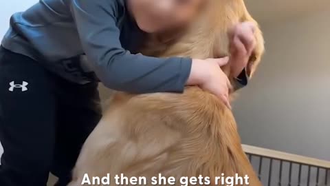 Love All Life Always #87 - Golden Retriever Is An Integral Day Care Worker