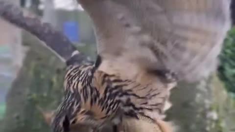 This European Eagle Owl’s happy dance