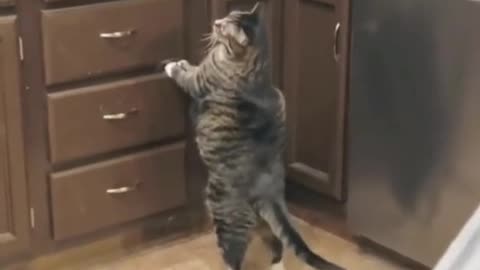 Funny fat cats