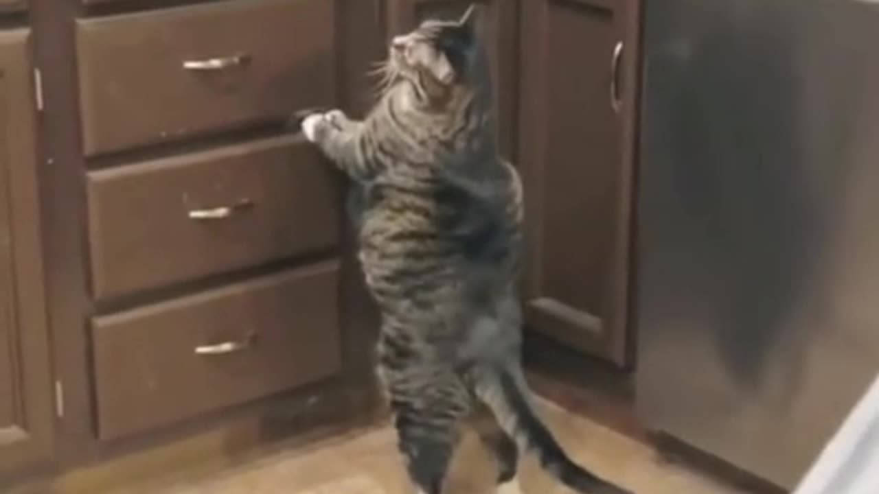 Funny fat cats