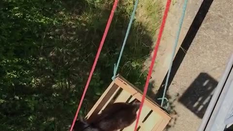 Cat Rides Crate Elevator