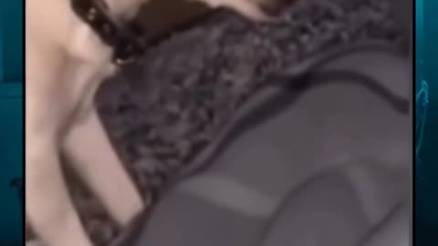 😈🐕 Creepy Smiling Dog – What’s Behind That Grin? Haunted Pet | TheHauntingHour