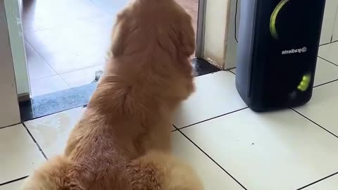 cute and funny dogs
