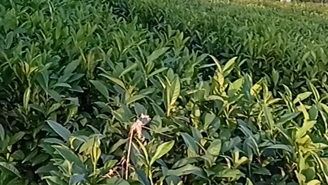 Tea garden district Mansehra kpk