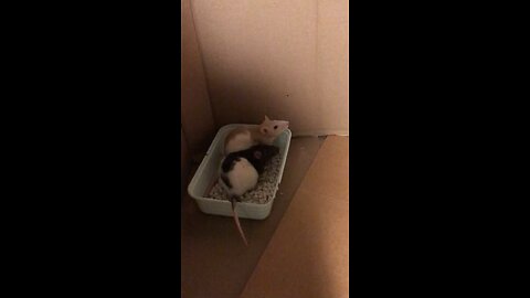Young Fancy Rats Wednesday and Enid’s Happy Place: Their Litter Box