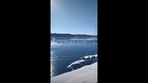 Missouri POV Gathering of Geese on a Freezing Lake