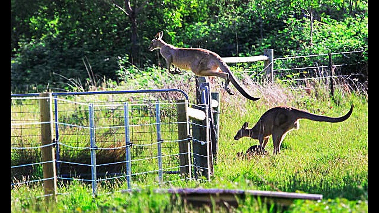 Animals Navigating Fences demostrations (With Emojis) 😂