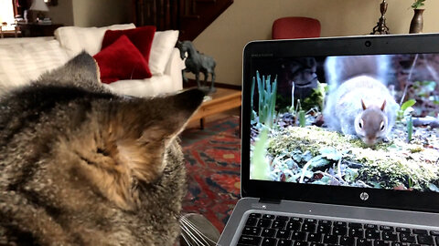 January 31, 2020 - TV Time for Belle Bells The Cat