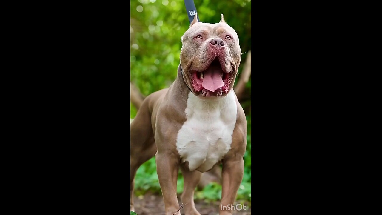 Bit Bull most danger Dog on the Earth/Facts about pitbull..