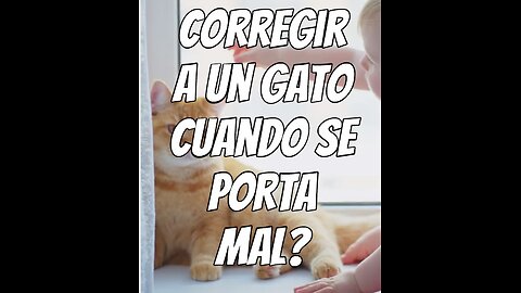 como-corregir-a-un-gato