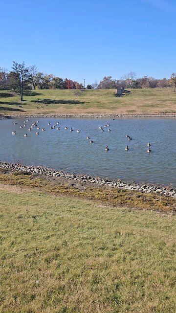Geese in Addison Living the Dream