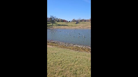 Geese in Addison Living the Dream