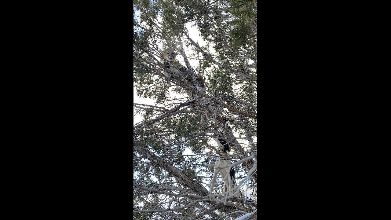 Mountain Lion Treed By Hounds!