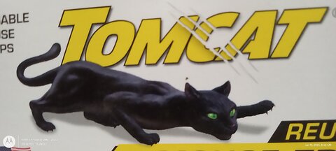 Stray tomcat