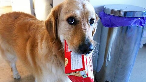 The MOST Funniest Animal Videos in the Internet 🐶🤣 Part Unlimited