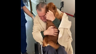 El emotivo reencuentro entre un hombre y su perro