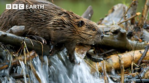 Master Builders of the Wild: Beavers at Work | Great American Thaw | BBC Earth 