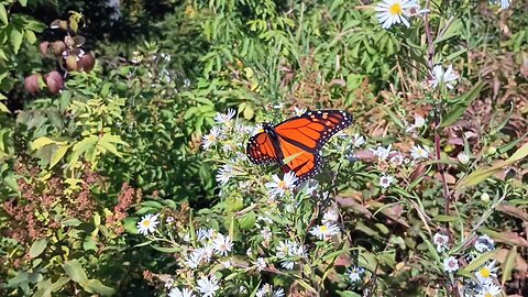 Monarch Butterfly Caterpillar