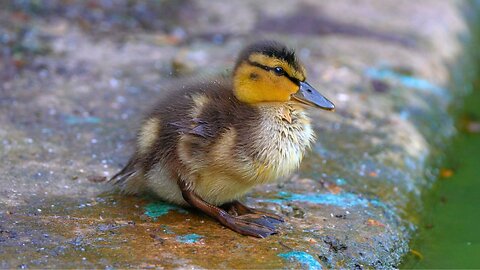Mallard Duck Duckling Grooming / Preening on a Cold Concrete