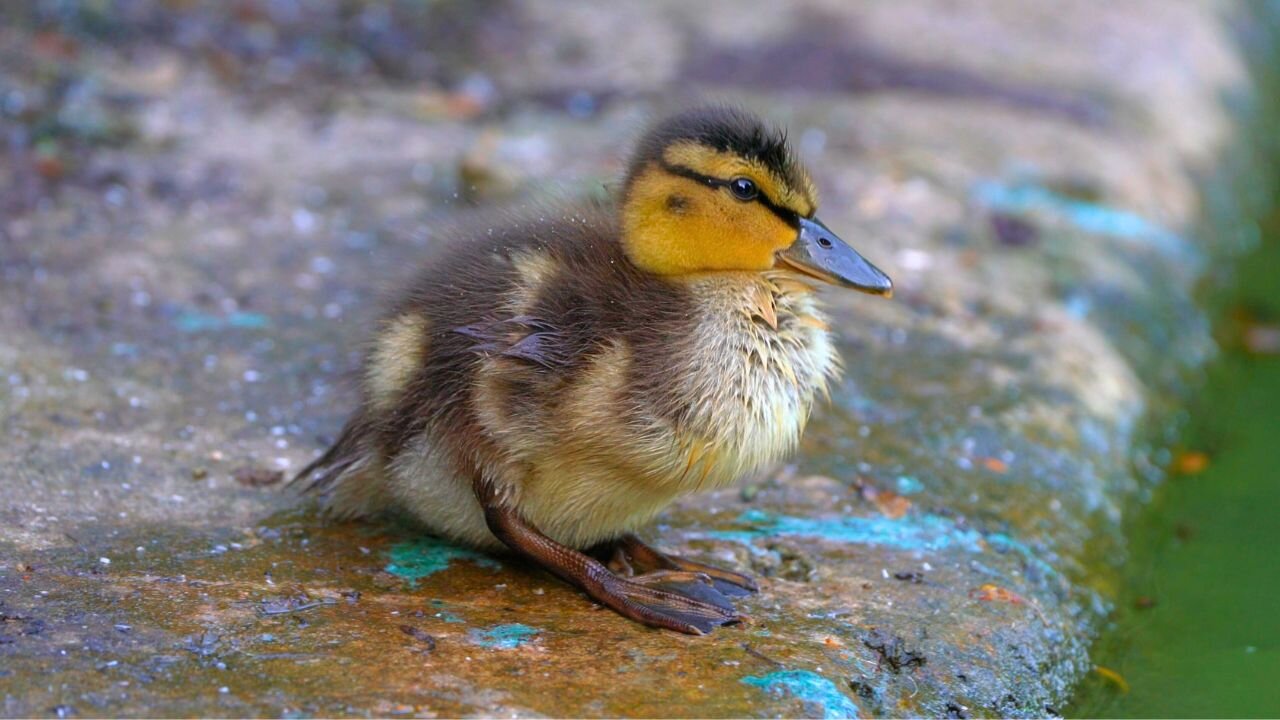 Mallard Duck Duckling Grooming / Preening on a Cold Concrete